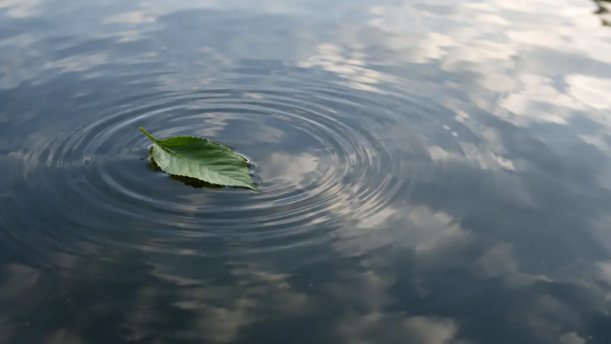静かな水面に、一枚の葉が落ちて広がる波紋