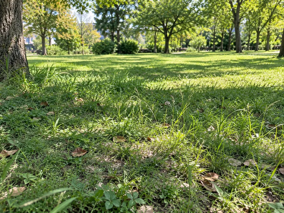 木漏れ日と木陰が広がる公園の芝生